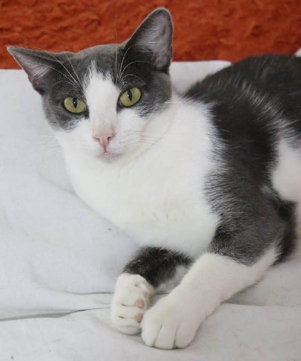 ROSALIA una gattina perfetta!v Foto 4